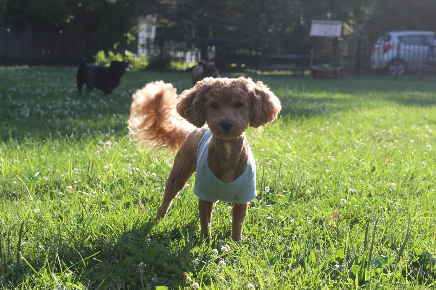 A small apricot poodle standing in the sunlit grass with two more dogs behind it