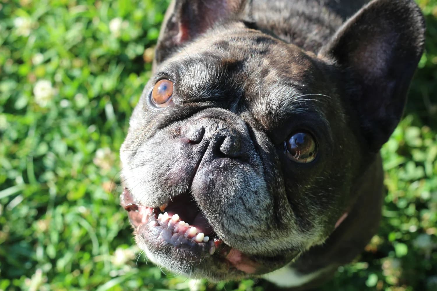 A brindle French bulldog looking up at the camera from the grass