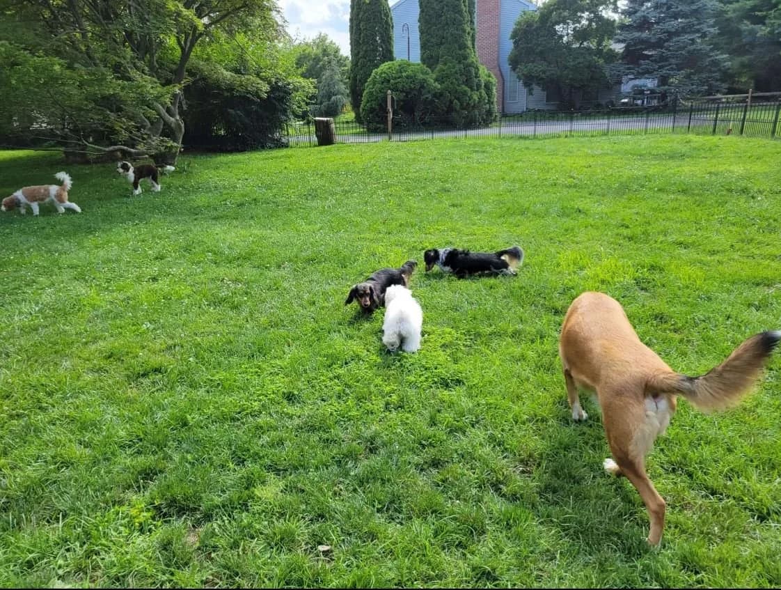 Five dogs playing together on the grass in the fenced yard at Hilltop Doggy Daycare