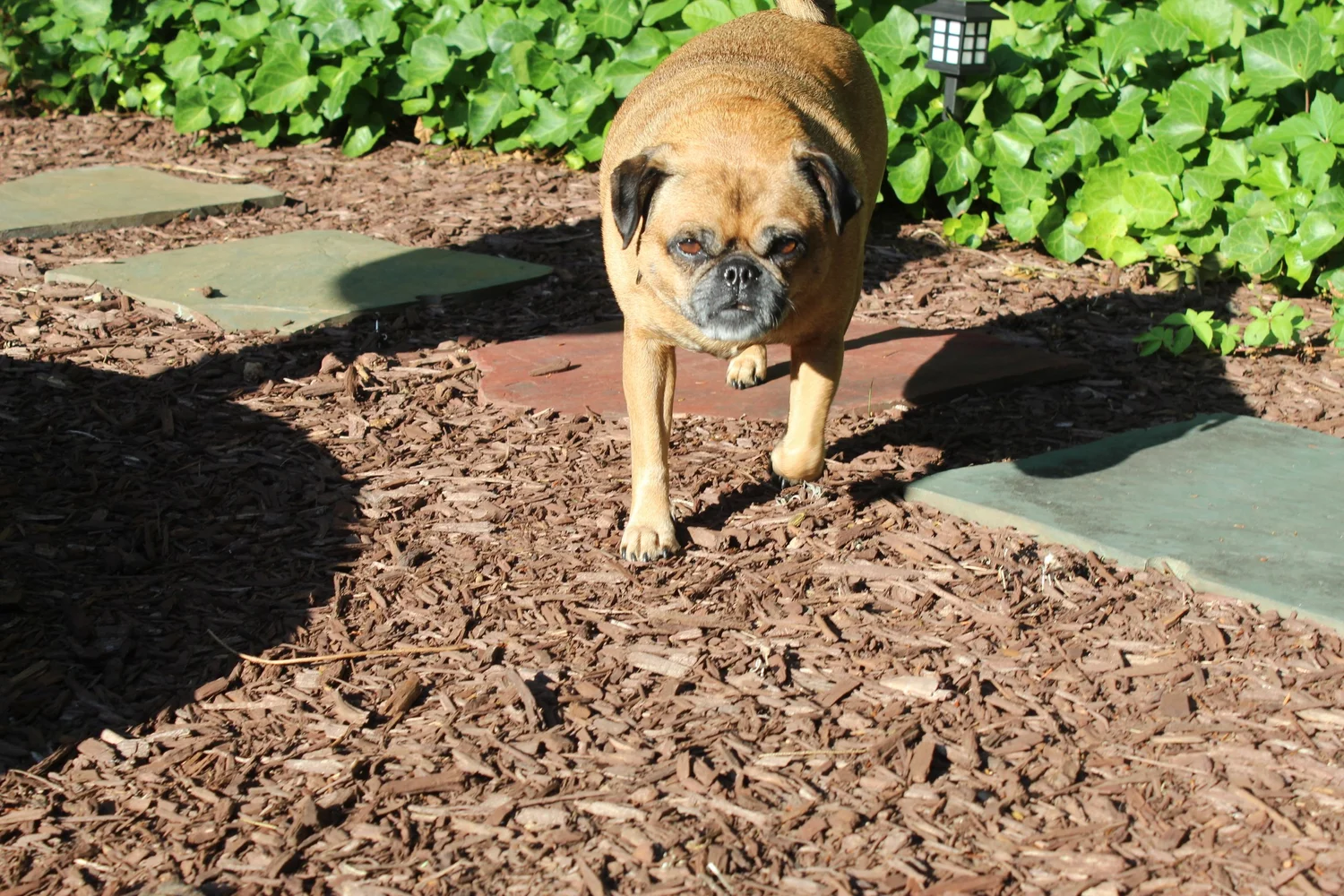 A tan pug walking along the mulched garden path beside the yard