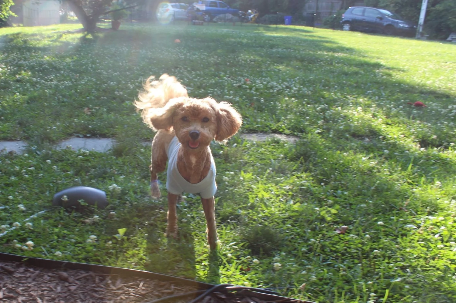 A small poodle running across the yard with its ears up