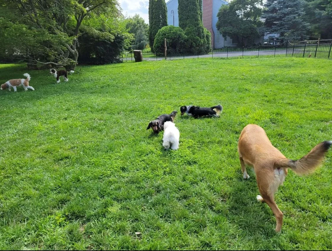 Five dogs playing together on the grass in the fenced yard at Hilltop Doggy Daycare