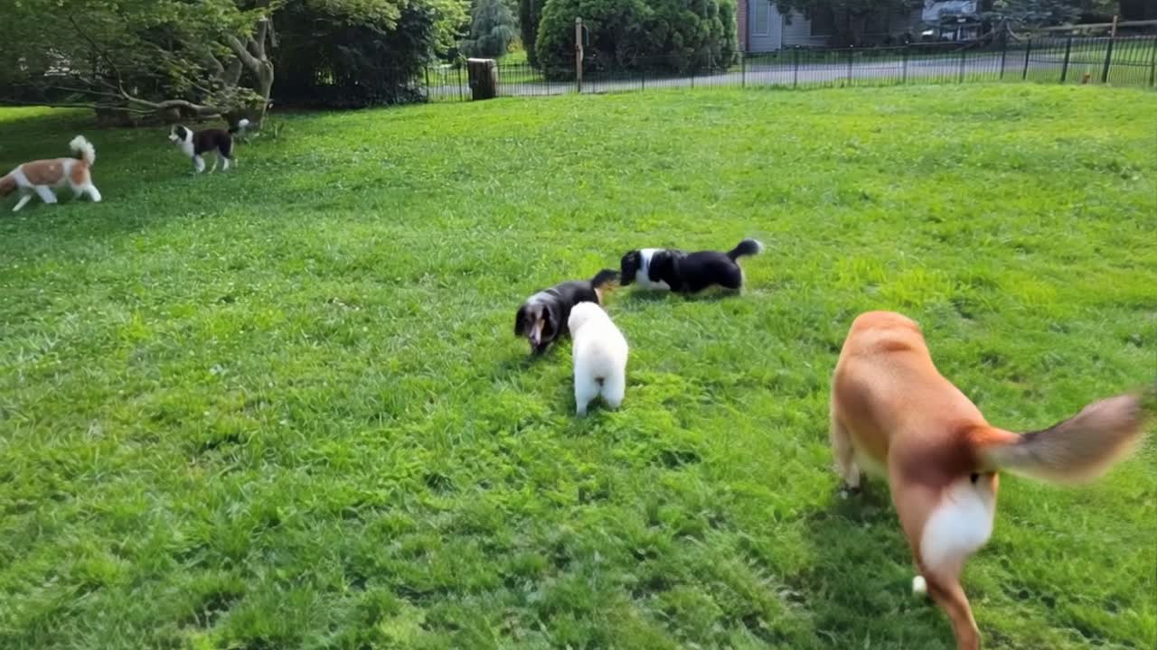 Five dogs playing together on the grass in the fenced yard at Hilltop Doggy Daycare